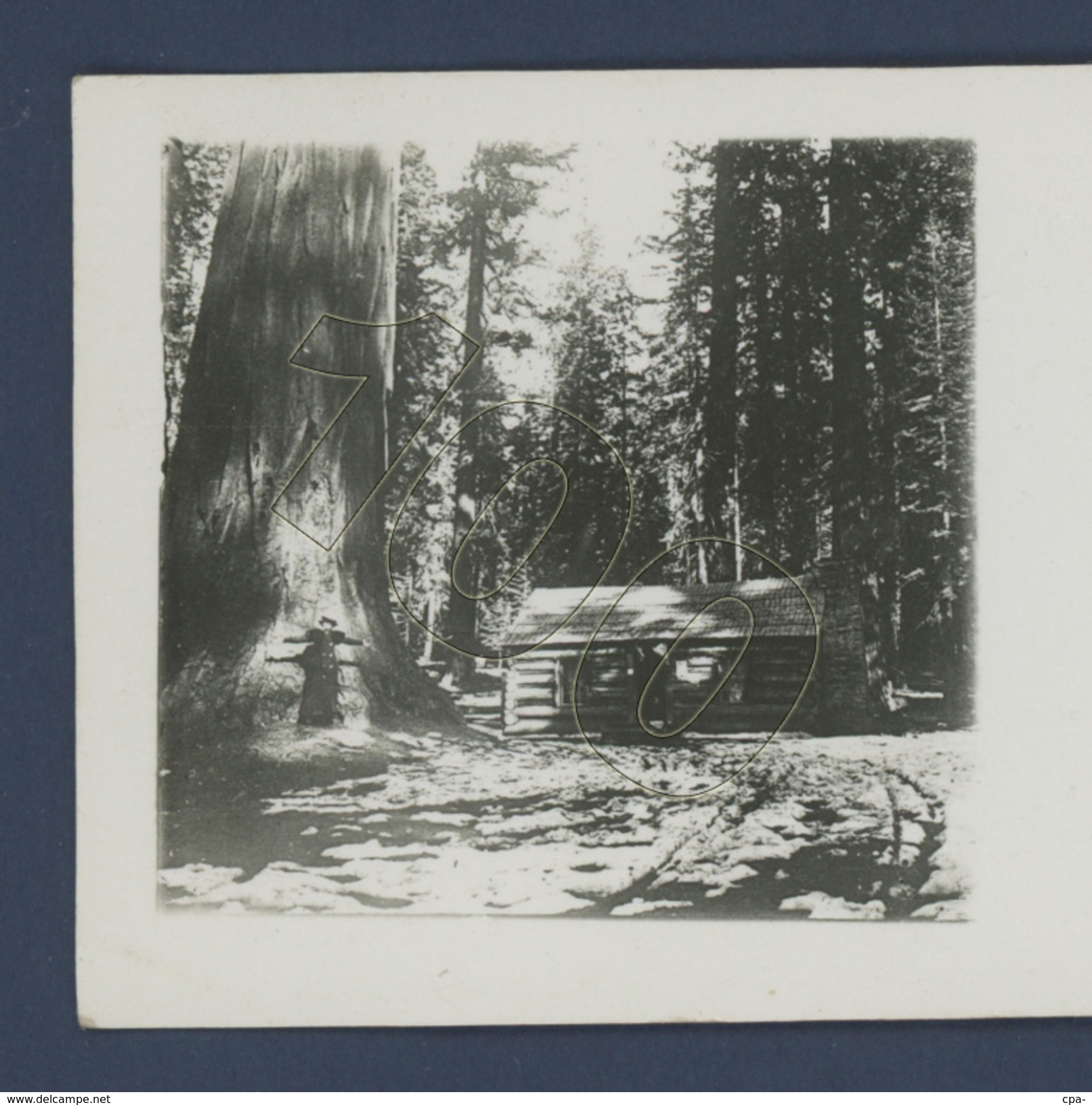 US USA YOSEMITE National Park. Giant SEQUOIA & Woman. Shelter In The Woods. Stereoscopique OLD STEREO PHOTO 12.7x5.6cm - Photos Stéréoscopiques