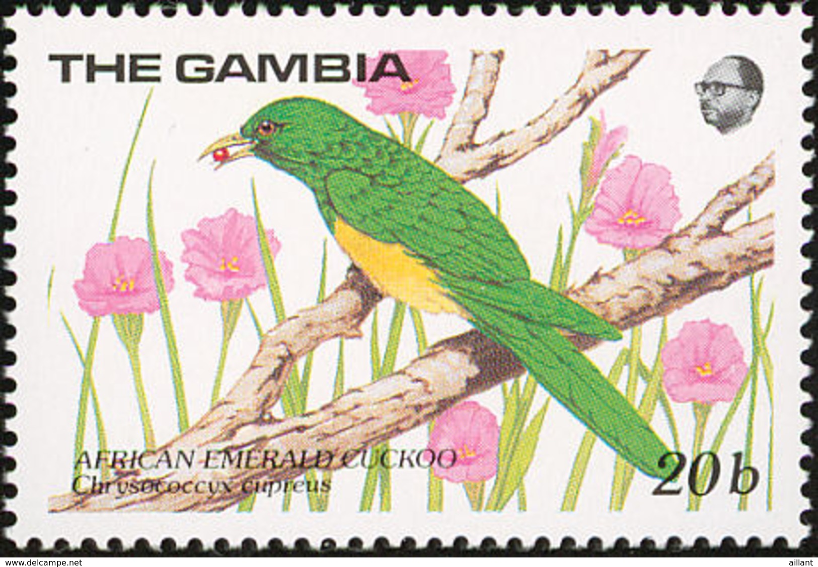 Gambie. Gambia.1989.   African Emerald Cuckoo    Chrysococcyx Cupreus - Cuco, Cuclillos