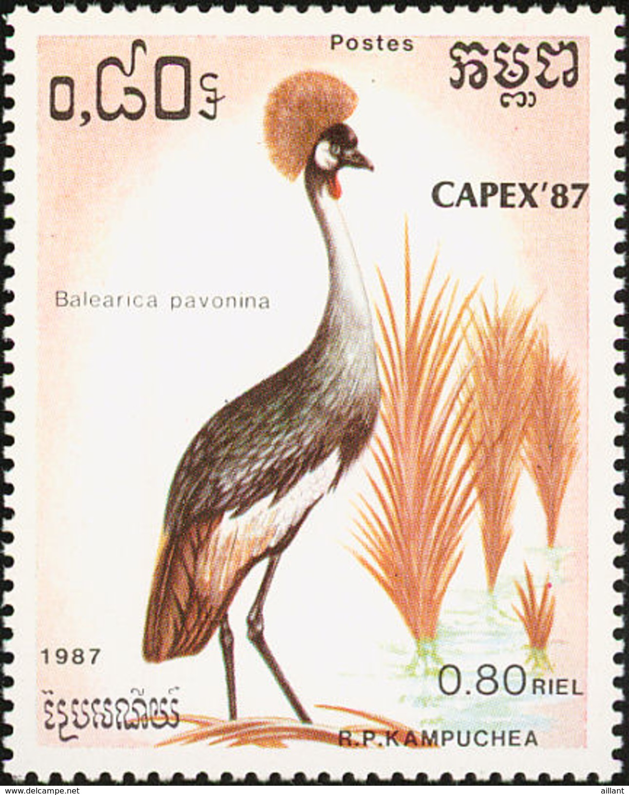 Kampuchea. Cambodia. Cambodge.  Grue Couronnée. Crowned Crane - Cranes And Other Gruiformes