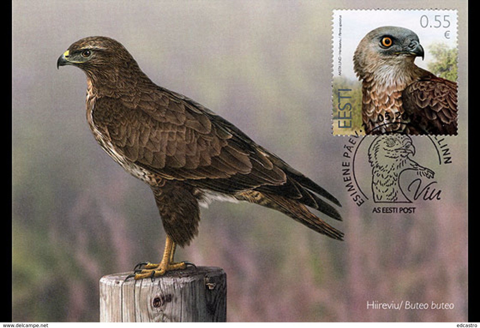 ESTONIA 2015 MAXIMUM CARD Bird Of The Year - Honey Buzzard - Adler & Greifvögel
