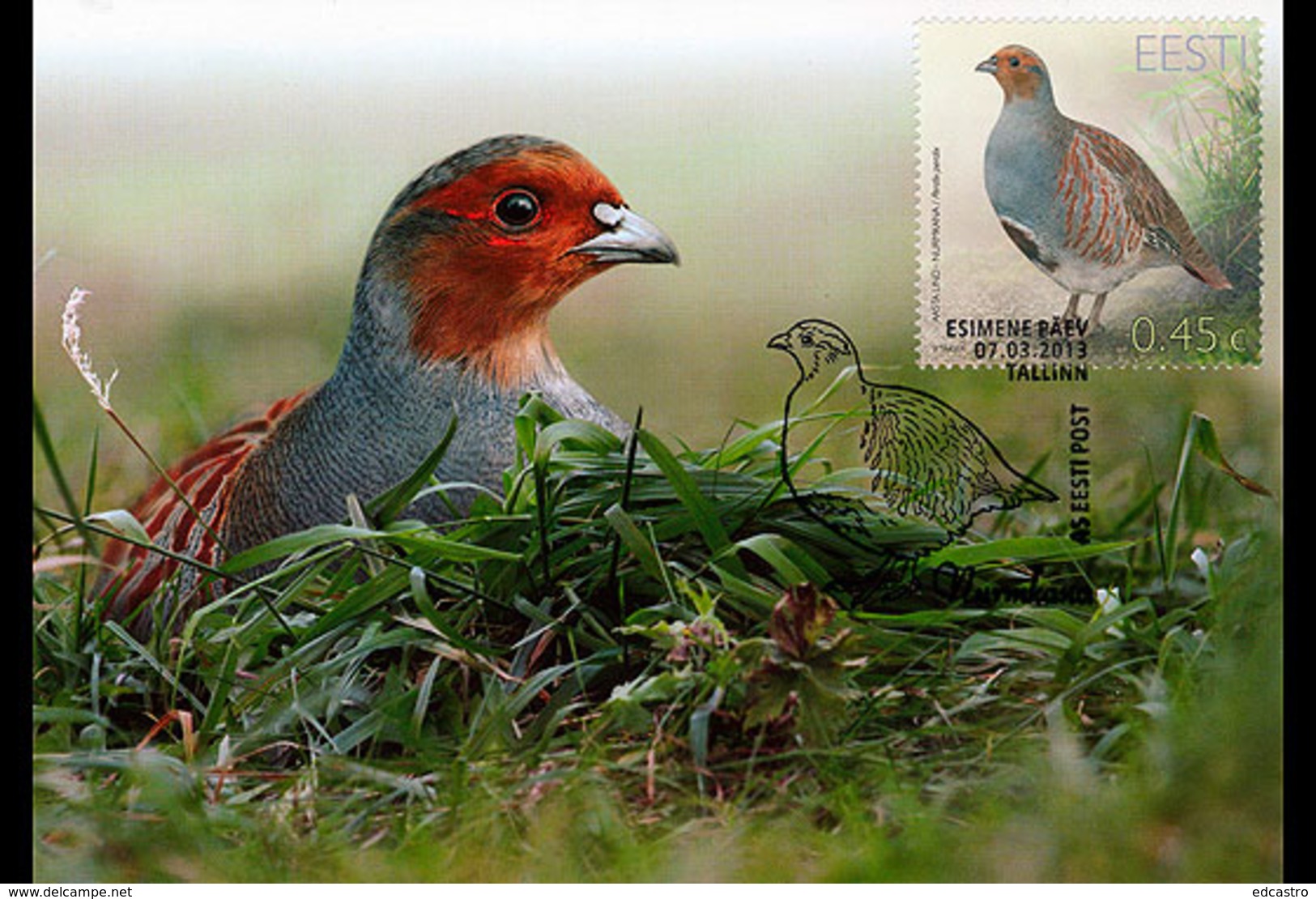 ESTONIA 2013 MAXIMUM CARD. Bird Of The Year &ndash; Partridge - Otros & Sin Clasificación