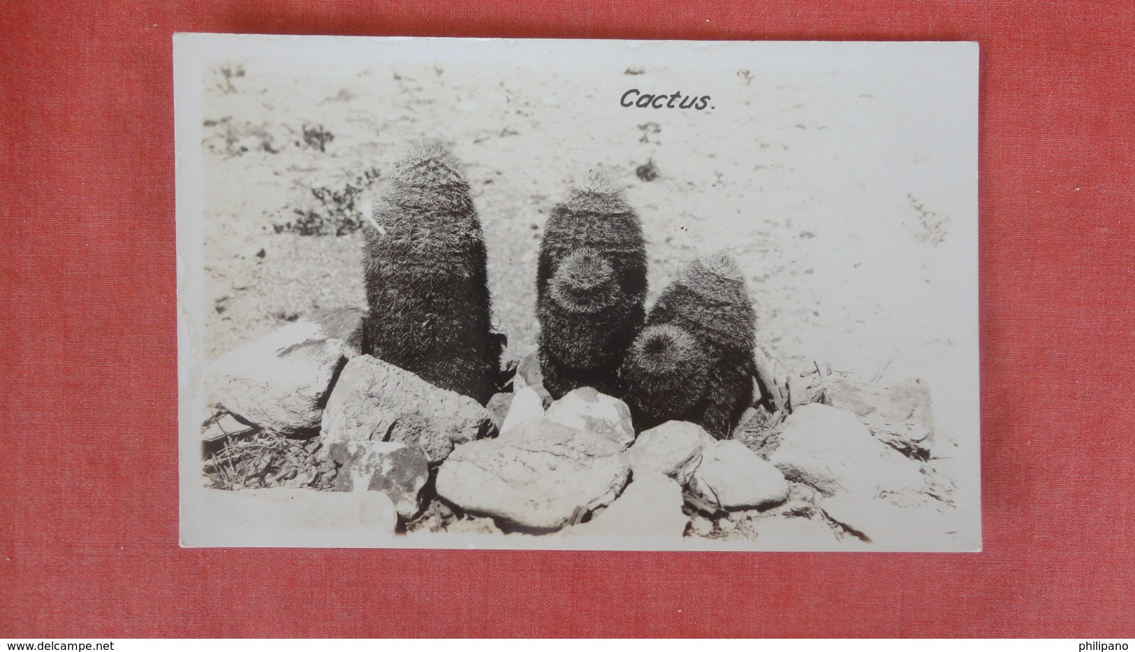 RPPC  > Giant Cactus   Ref --2500 - Cactus