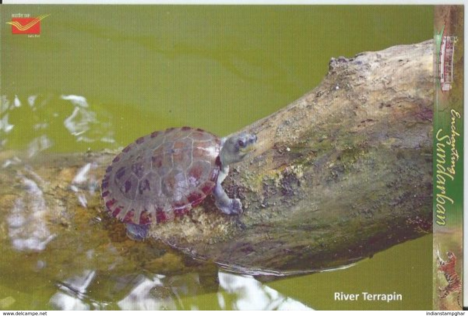 India Picture Post Card, River Terrapin, Sundarban, National Park,UNESCO World Heritage Site, By India Post - Schildpadden