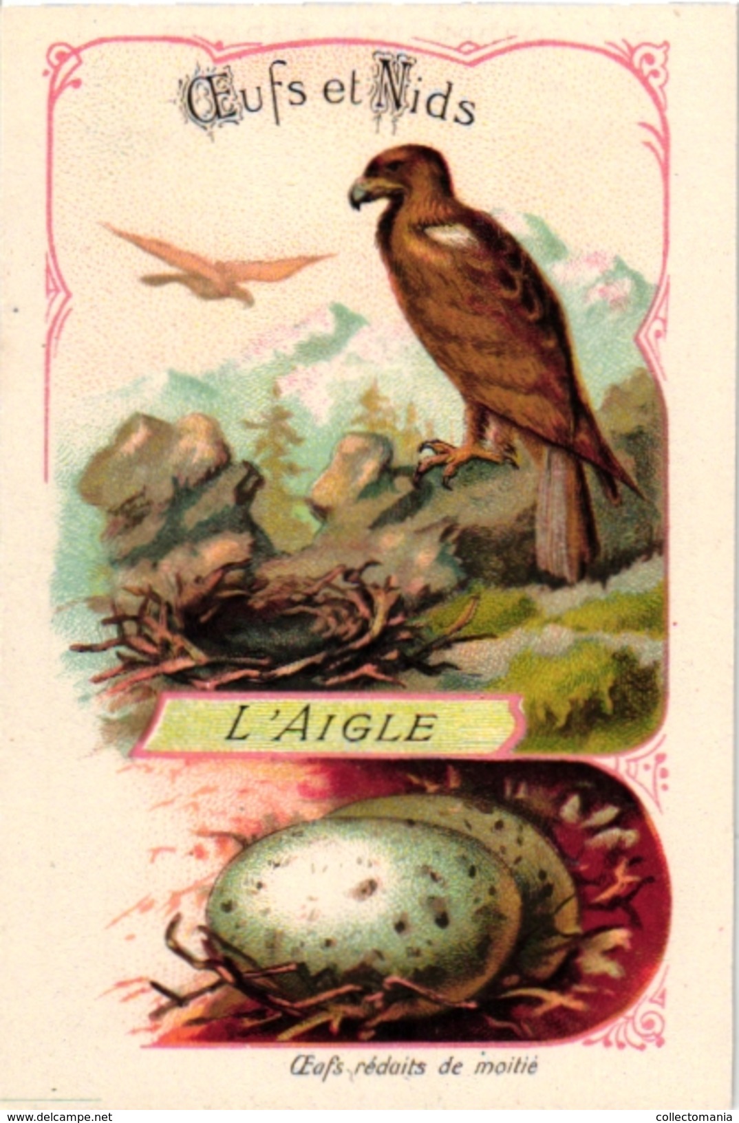 25 Cards chromo litho c1895  Ordre des Chanteurs Birds with  their Nests and  Eggs la Grue Crane Kestler Reed Warbler