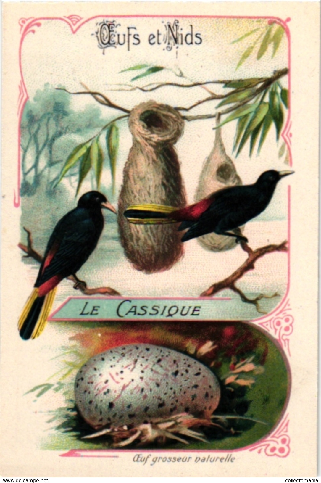 25 Cards chromo litho c1895  Ordre des Chanteurs Birds with  their Nests and  Eggs la Grue Crane Kestler Reed Warbler