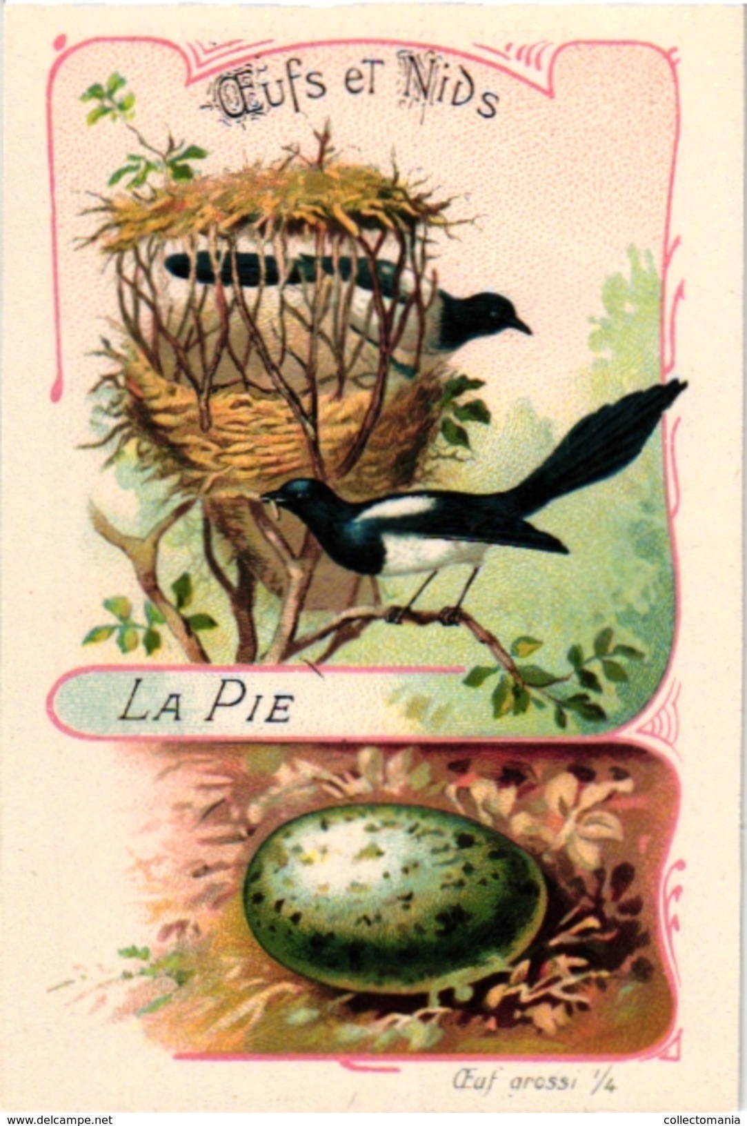 25 Cards chromo litho c1895  Ordre des Chanteurs Birds with  their Nests and  Eggs la Grue Crane Kestler Reed Warbler