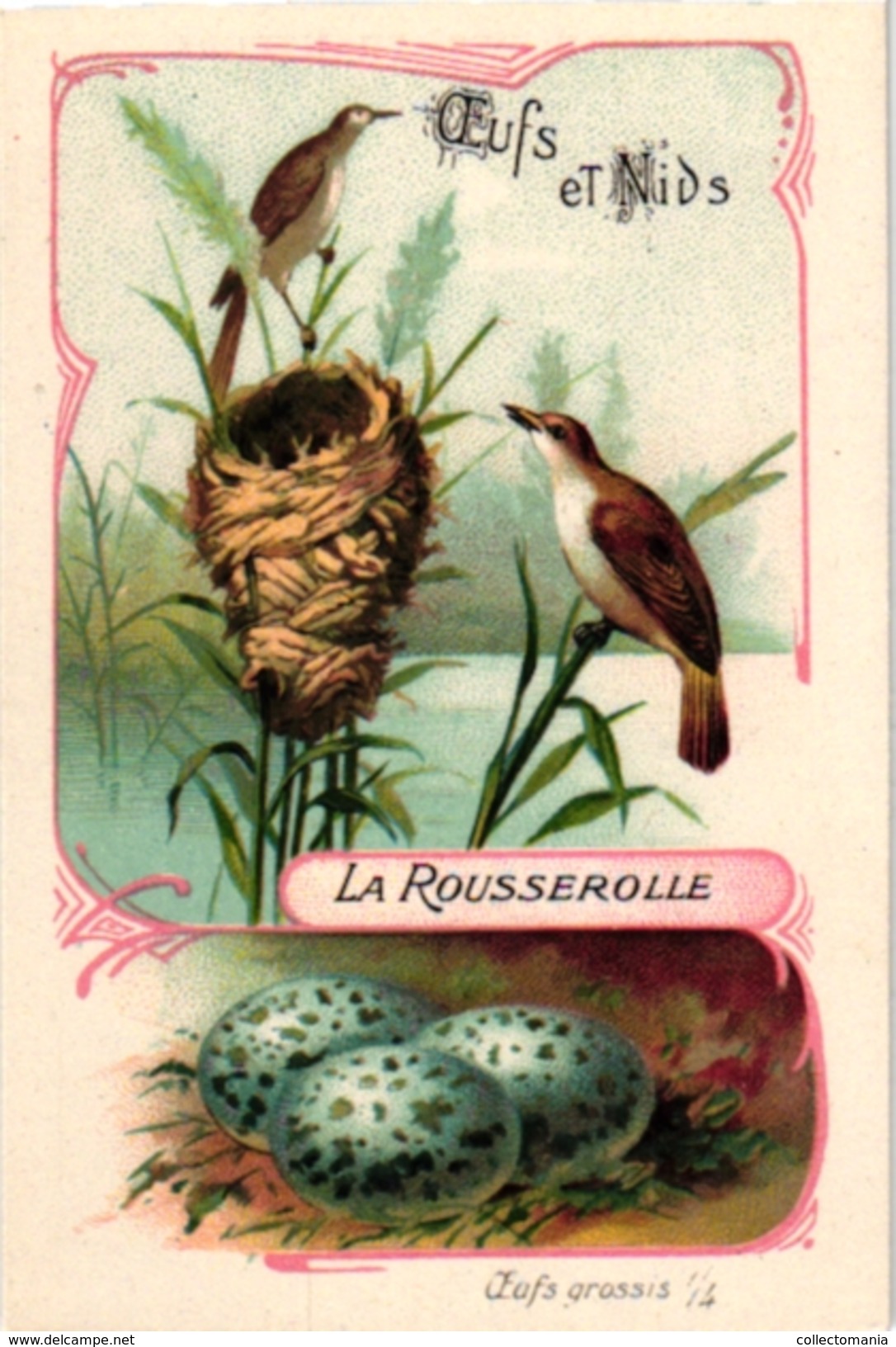 25 Cards chromo litho c1895  Ordre des Chanteurs Birds with  their Nests and  Eggs la Grue Crane Kestler Reed Warbler