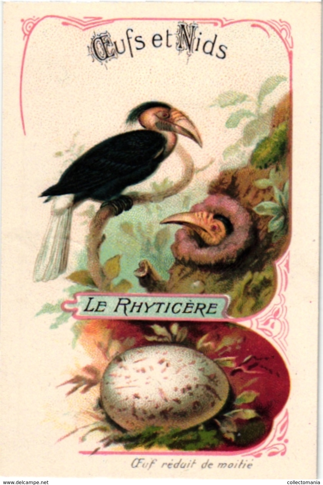 25 Cards chromo litho c1895  Ordre des Chanteurs Birds with  their Nests and  Eggs la Grue Crane Kestler Reed Warbler