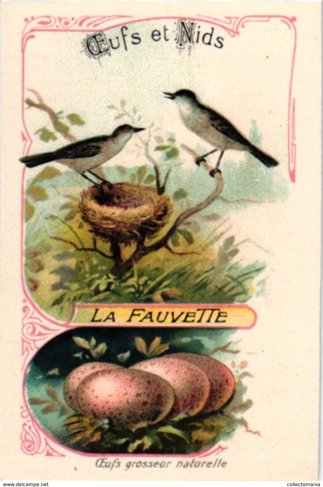 25 Cards chromo litho c1895  Ordre des Chanteurs Birds with  their Nests and  Eggs la Grue Crane Kestler Reed Warbler