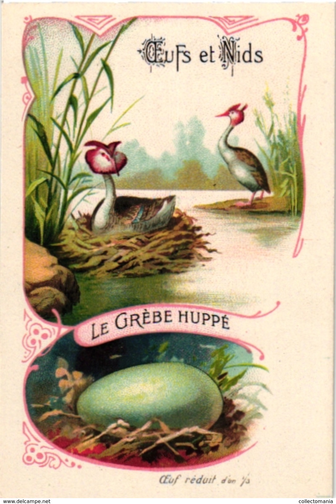 25 Cards chromo litho c1895  Ordre des Chanteurs Birds with  their Nests and  Eggs la Grue Crane Kestler Reed Warbler