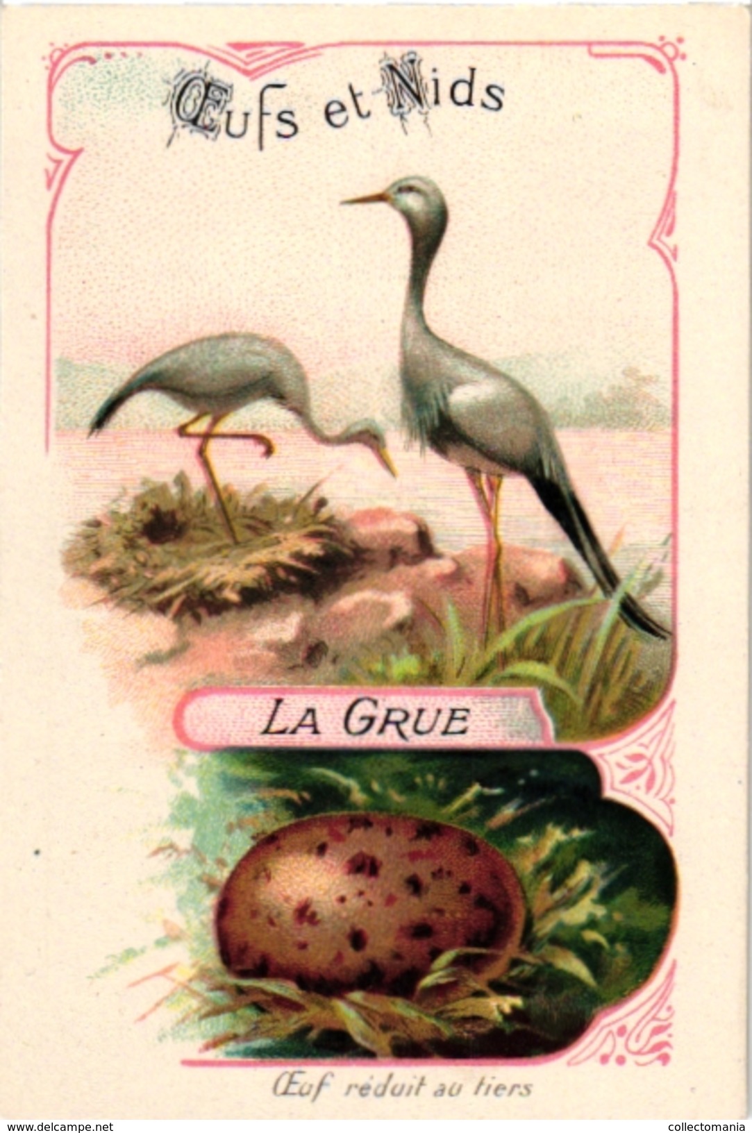 25 Cards chromo litho c1895  Ordre des Chanteurs Birds with  their Nests and  Eggs la Grue Crane Kestler Reed Warbler