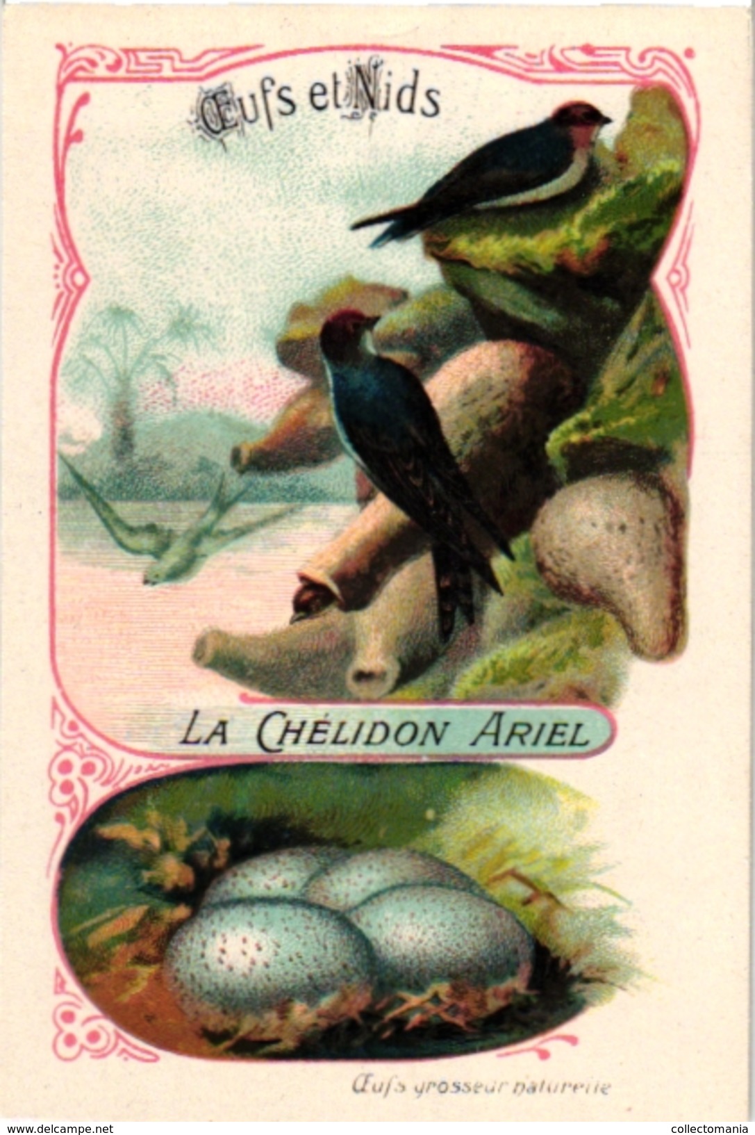 25 Cards chromo litho c1895  Ordre des Chanteurs Birds with  their Nests and  Eggs la Grue Crane Kestler Reed Warbler