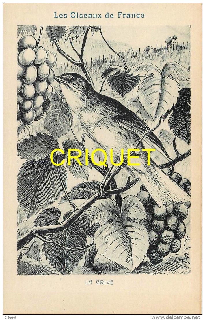 Format Carte Postale, Bon Point Collection Charrier, Les Oiseaux De France, La Grive, Descriptif Au Verso - Sin Clasificación