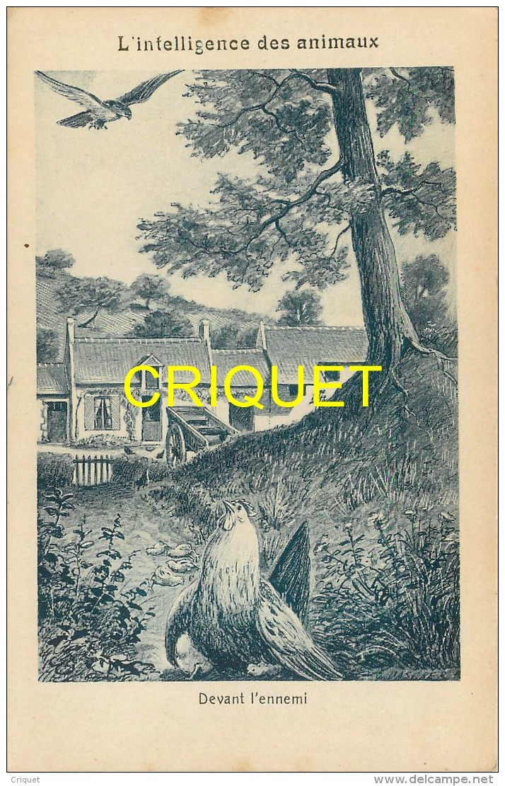 Format Carte Postale, Bon Point Collection Charrier, L'intelligence Des Animaux, La Poule, Descriptif Au Verso - Non Classés