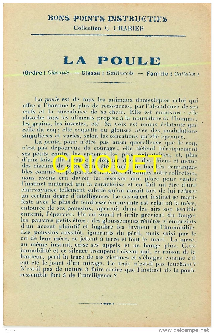 Format Carte Postale, Bon Point Collection Charrier, L'intelligence Des Animaux, La Poule, Descriptif Au Verso - Non Classés
