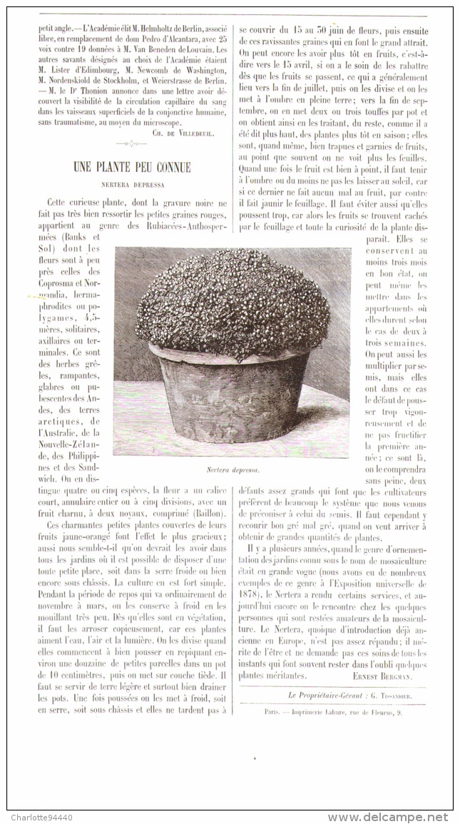 UNE PLANTE PEU CONNU ( NERTERA DEPRESSA )    1892 - Autres & Non Classés