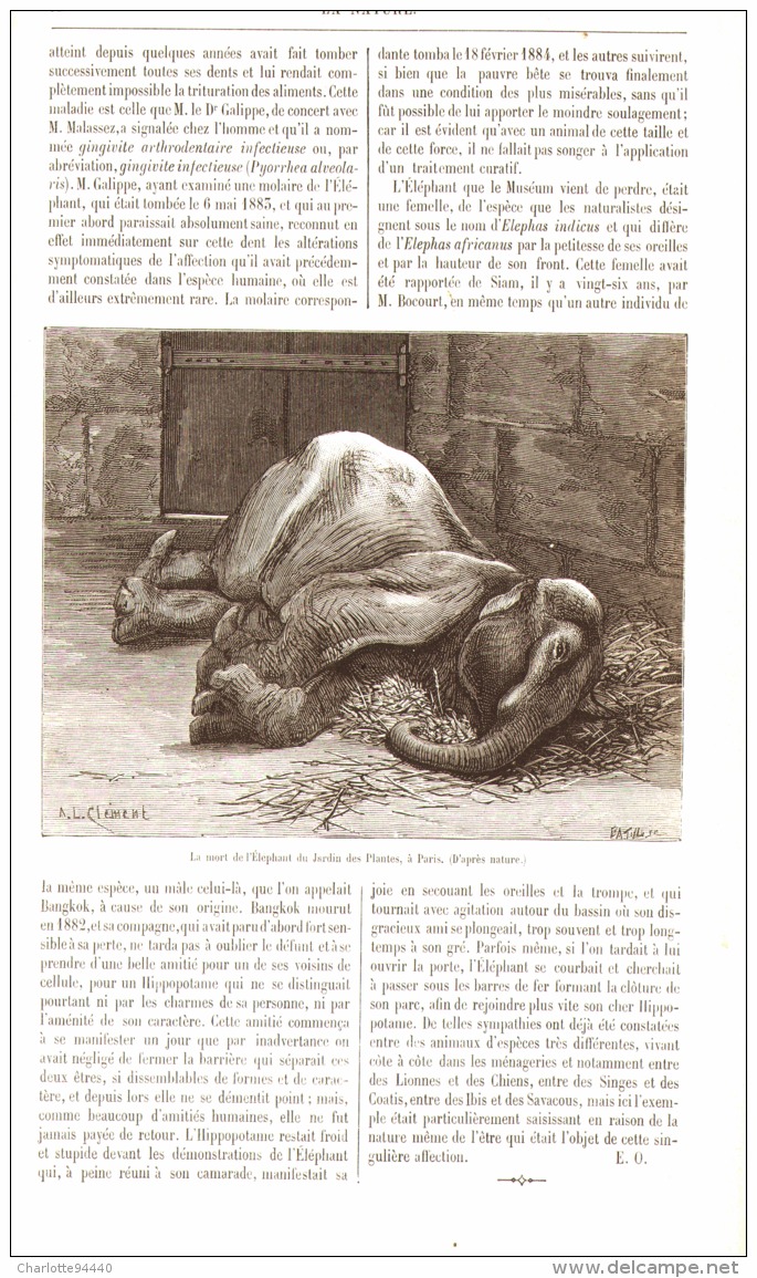 L'ELEPHANT DU JARDIN DES PLANTES à PARIS   1889 - Paris