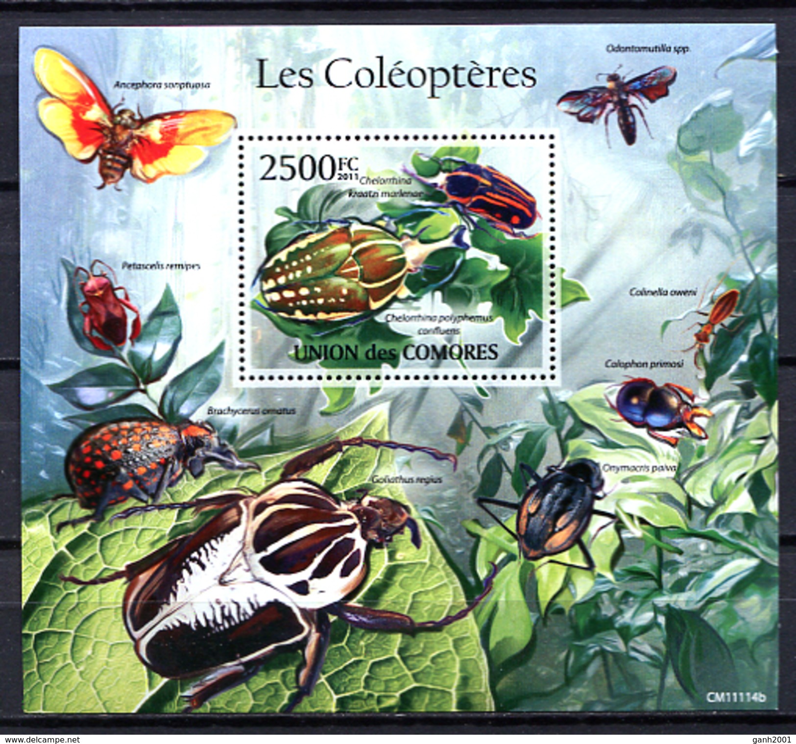 Comores 2011 / Insects Beetles MNH Insectos Escarabajos Insekten / Cu2424  31 - Sonstige & Ohne Zuordnung