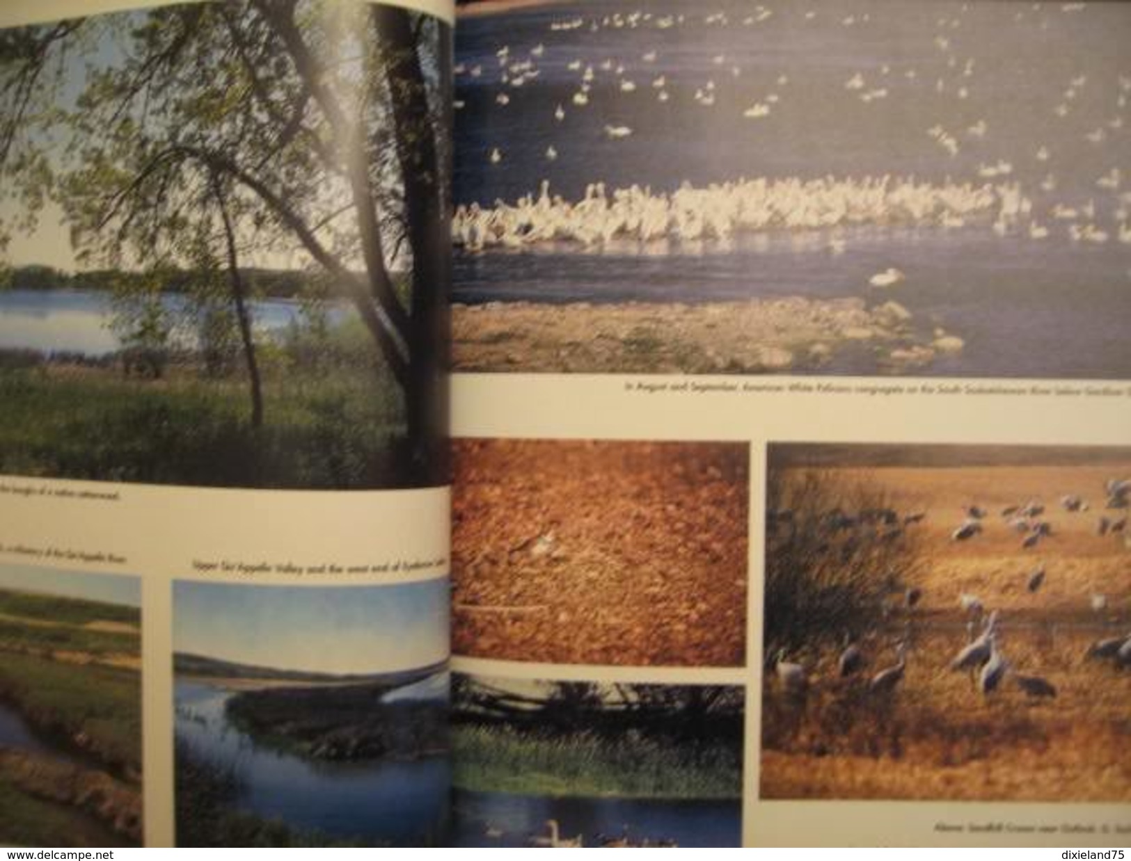 Birds Of The Elbow 1996 F. Roy BIRD OISEAU ORNITHOLOGIE Ecologie Animaux Nature Science - Fauna