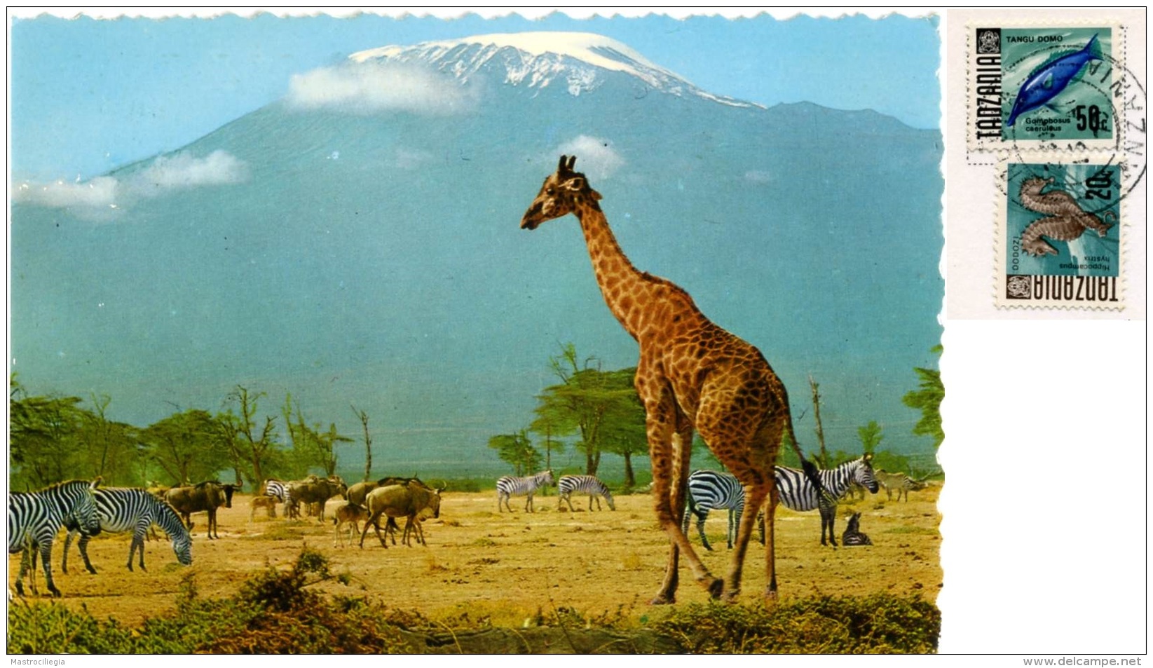 TANZANIA  African Wildlife  Giraffe Zebreas And Wildbeeste Below Kilimanjaro  Nice Stamps - Tanzania