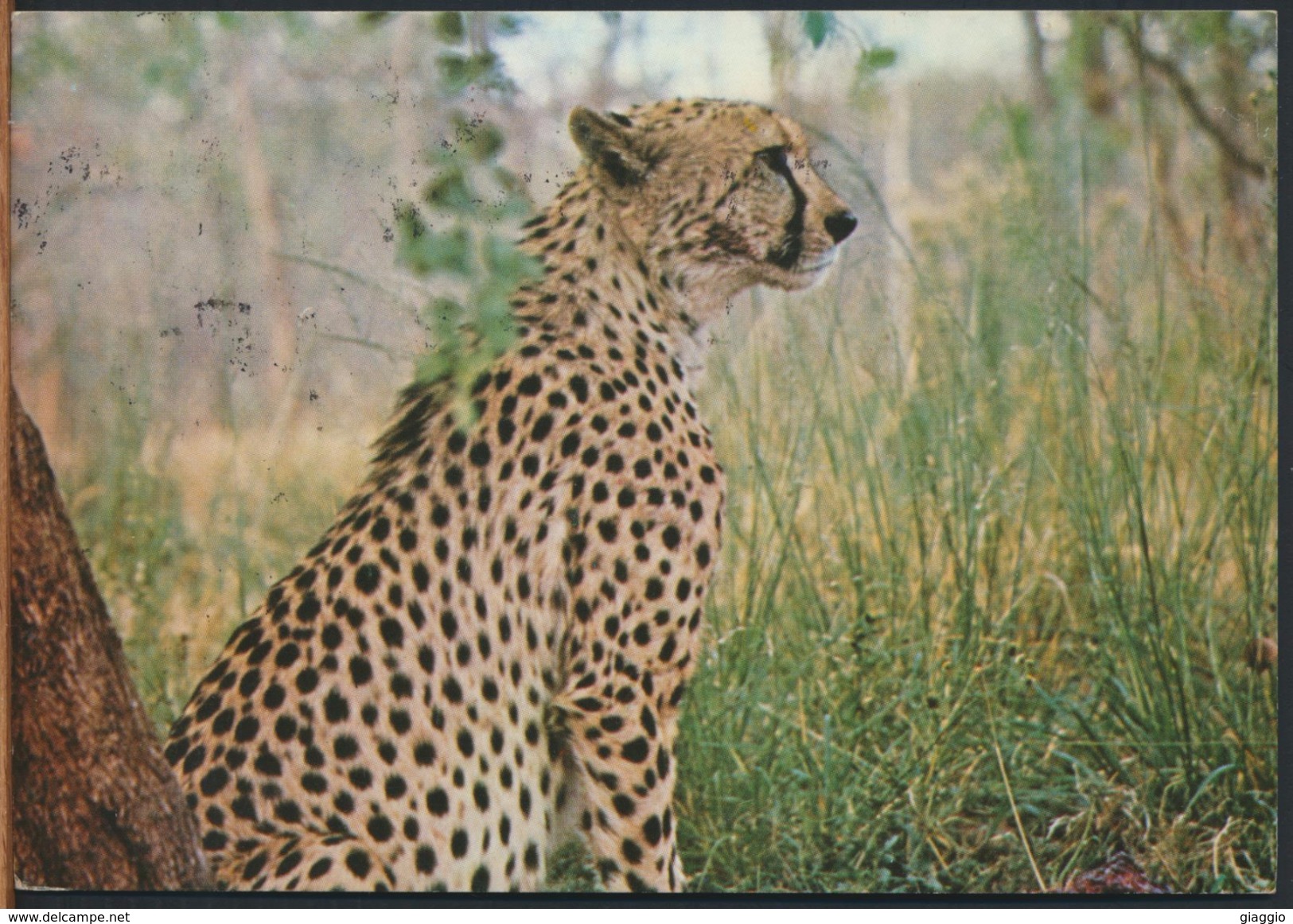 °°° 1171 - ZAMBIA - CHEETAH , SOUTH LUANGWA NATIONAL PARK - 1984 With Stamps °°° - Zambia