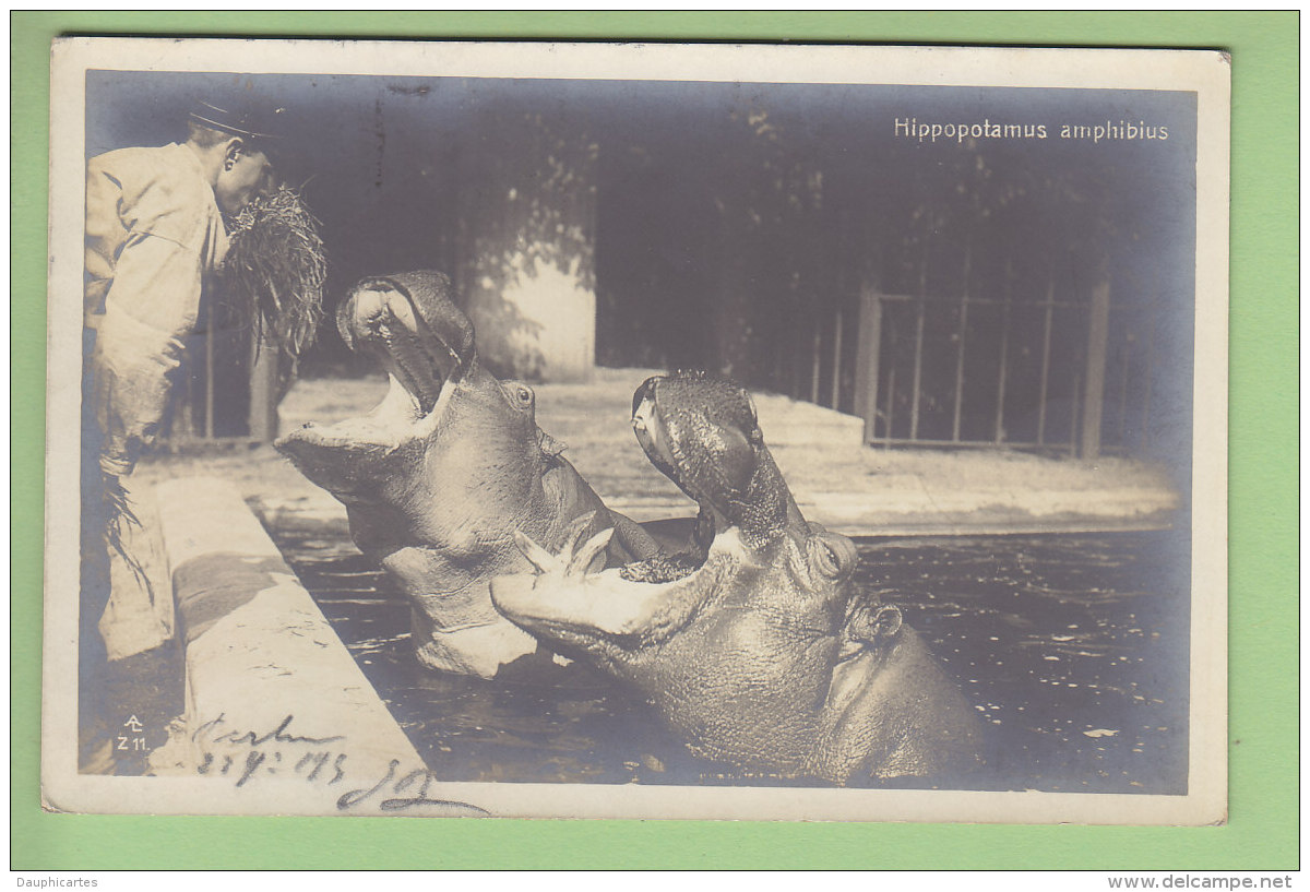 BERLIN : Zoo, Hippopotamus Amphibius. Hippopotame Amphibie. 2 Scans. - Autres & Non Classés