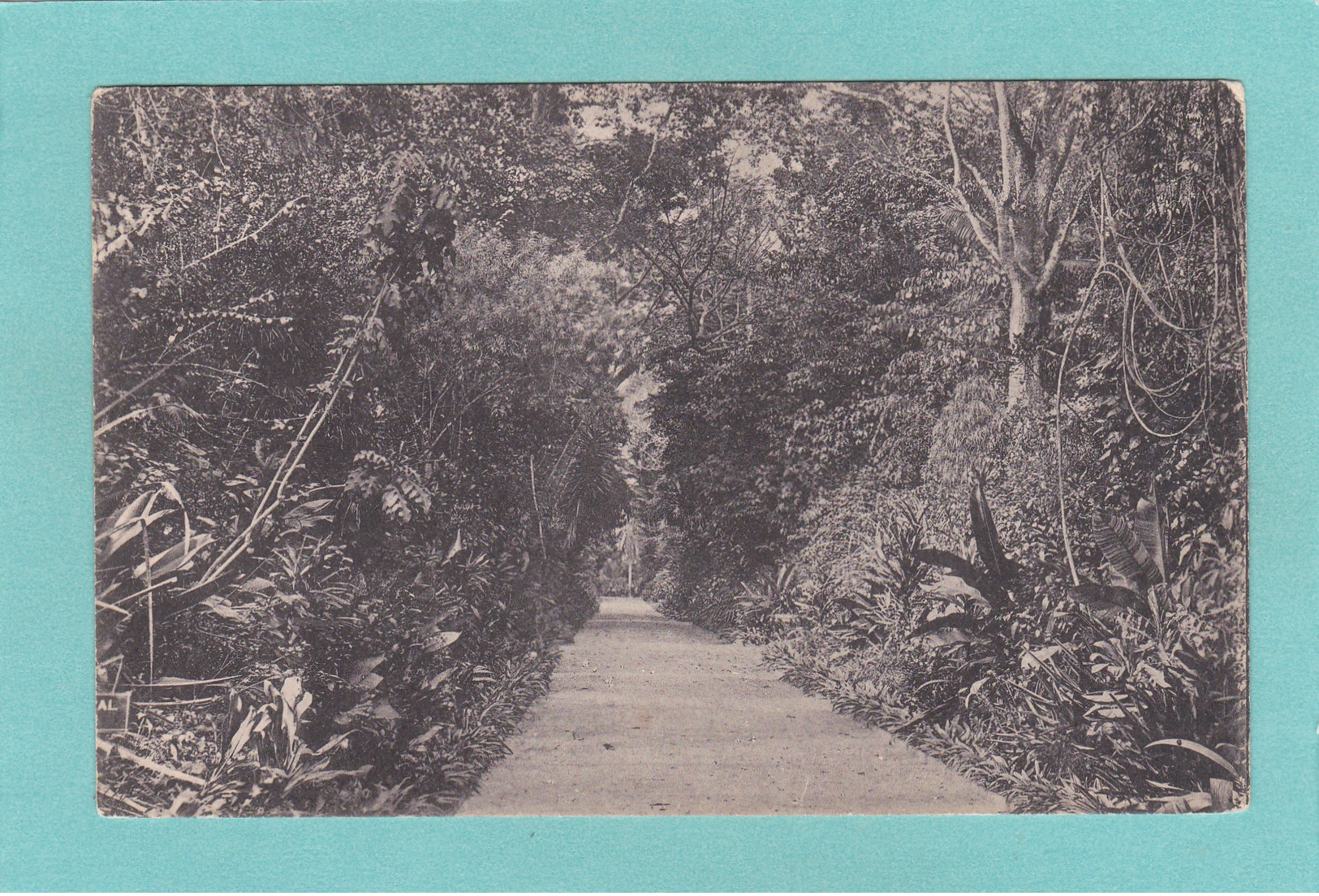 Old/Antique? Postcard Of Central Drive,Peradeniya, Central,Ceylon, Sri Lanka,Q65. - Sri Lanka (Ceylon)