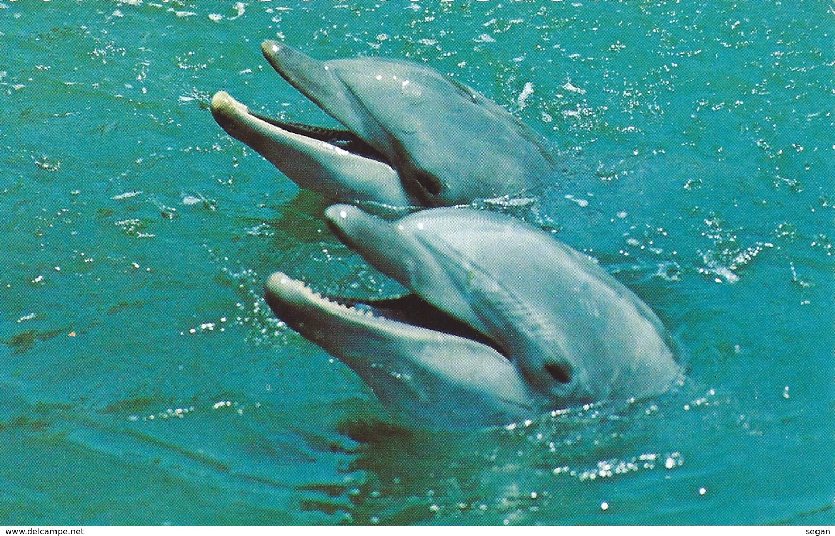 DAUPHINS - Dauphins