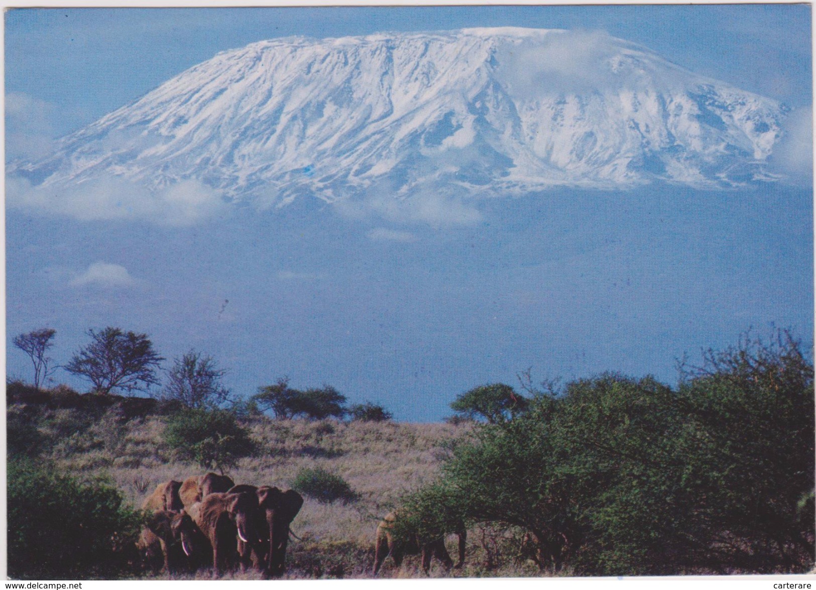 Afrique De L´est,africa,afrika,TANZANIE,TANZANIA,PRES KENYA,KILIMANDJARO,KILIMANJARO,VOLCAN INACTIF,ELEPHANT - Tansania