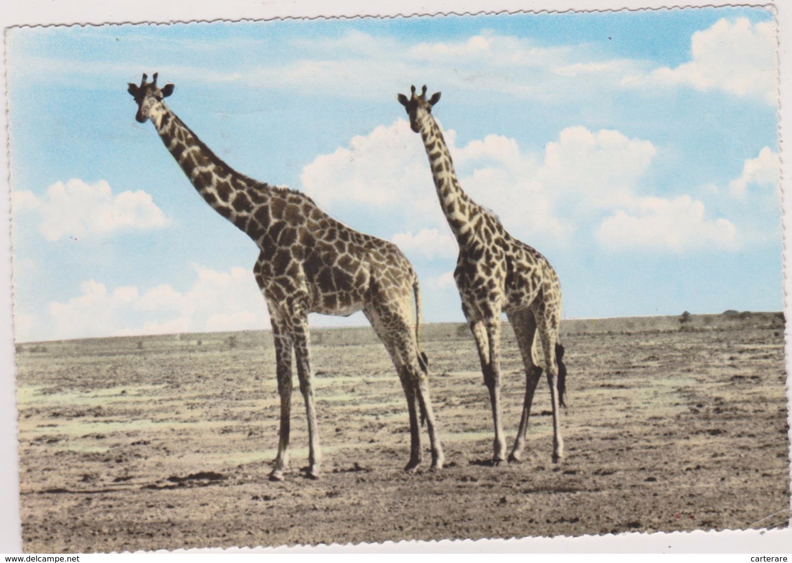 CARTE PHOTO FRANK MOMBASA, KENYA,afrique Est,prés Du Soudan,NAIROBI,GIRAFFE - Kenia