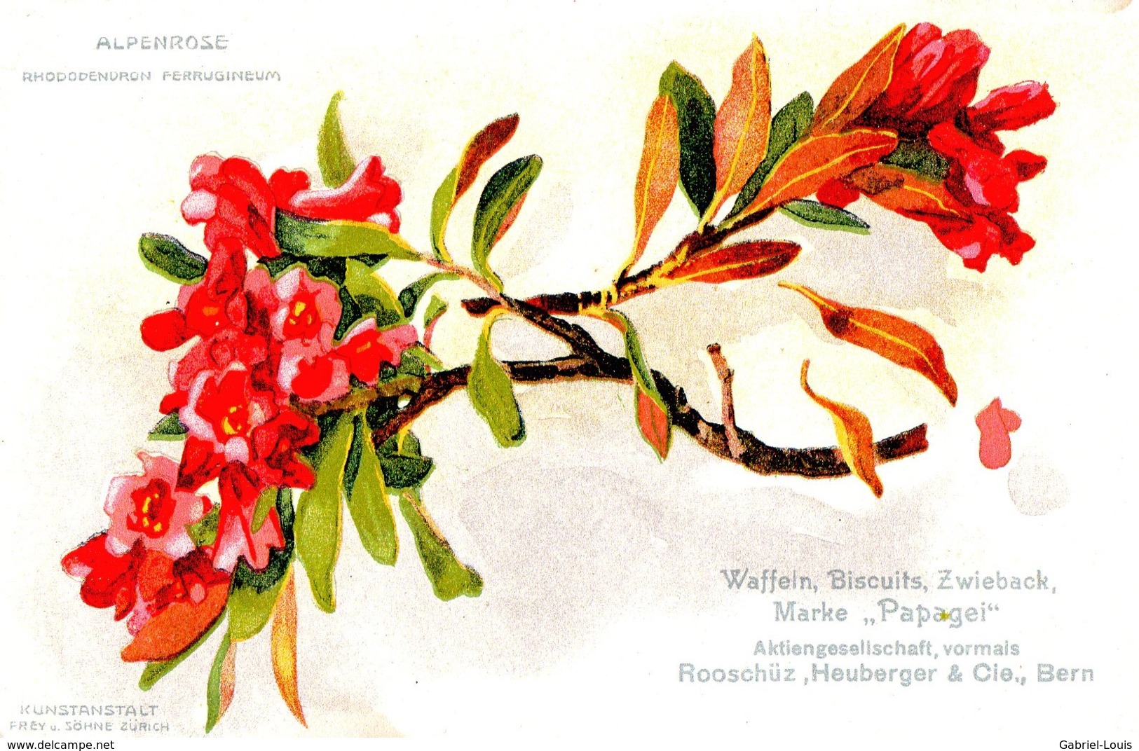 Alpenrose - Rododendron Ferrugineum - Flores