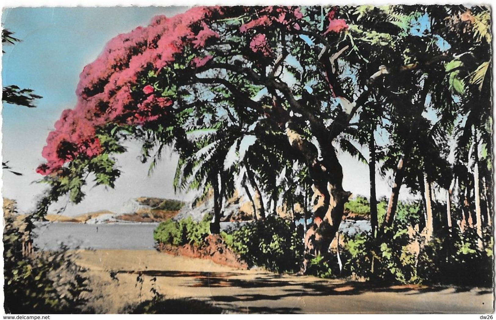 Nouvelle Calédonie - Nouméa - La Corniche (Flamboyant) - Carte Gipsy Colorisée - Nouvelle-Calédonie