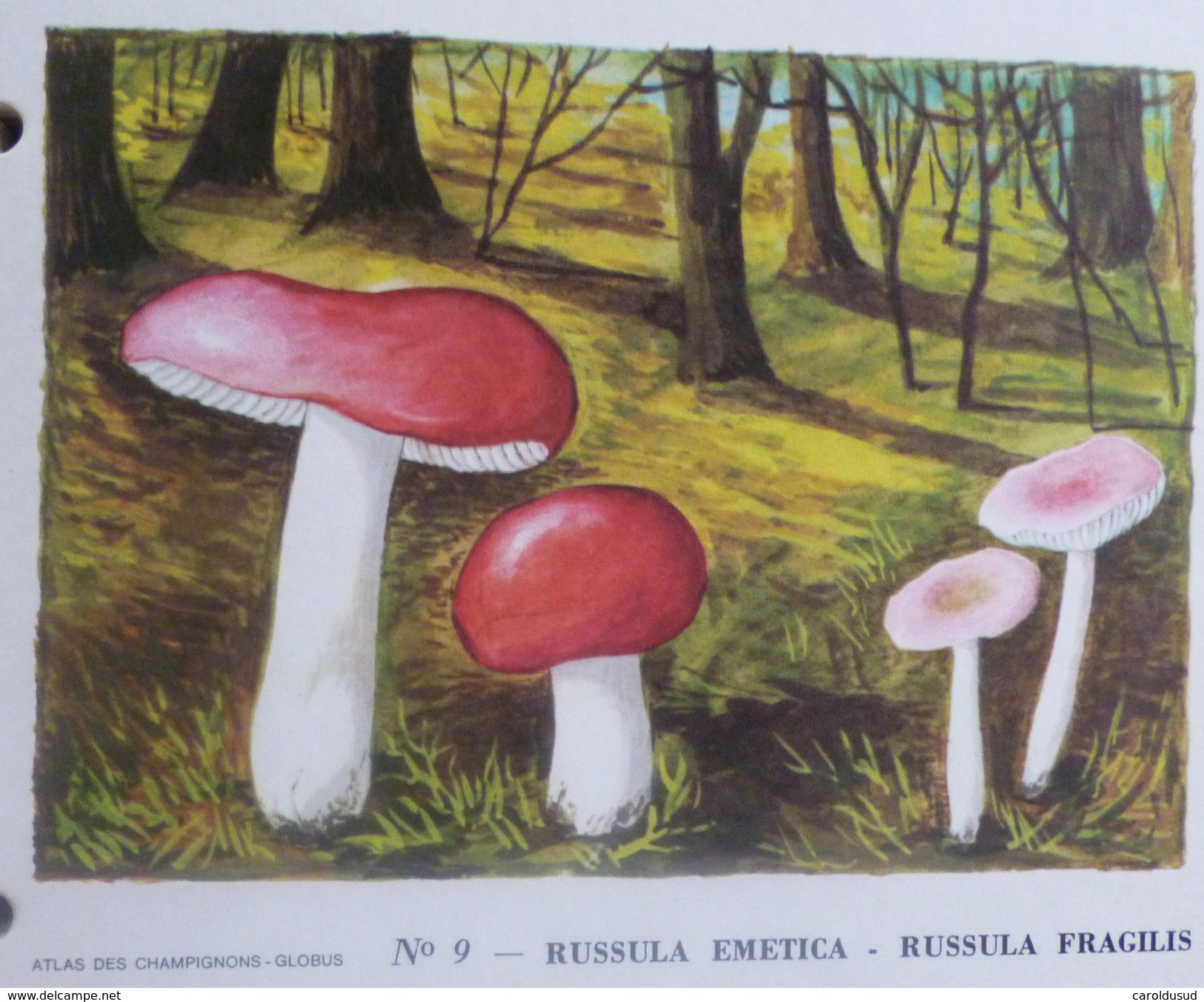 TOP Classeur 40 Fiches Fiche Litho Illustrateur Globus ? CHAMPIGNON CHAMPIGNONS EDITE PAR STATION ESSENCE TOTAL - Collections