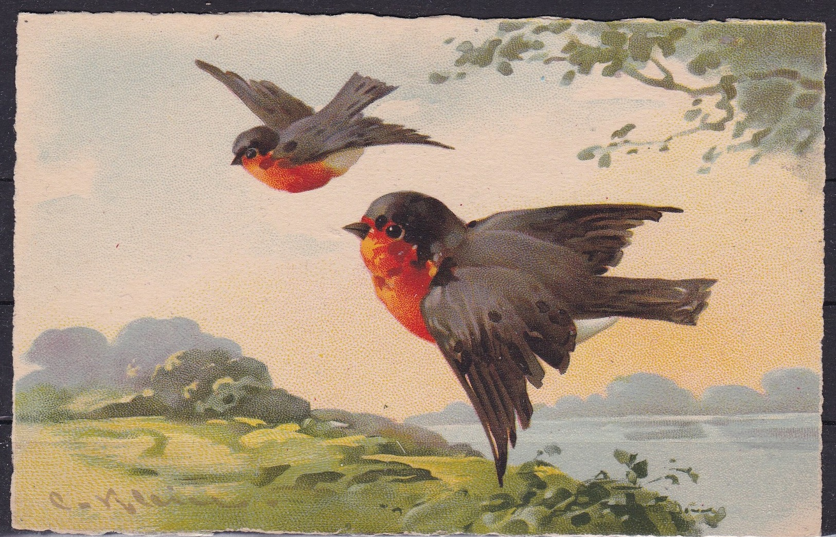 ILLUSTRATEUR  CATHARINA  KLEIN  :  OISEAUX   .  1923   . - Klein, Catharina