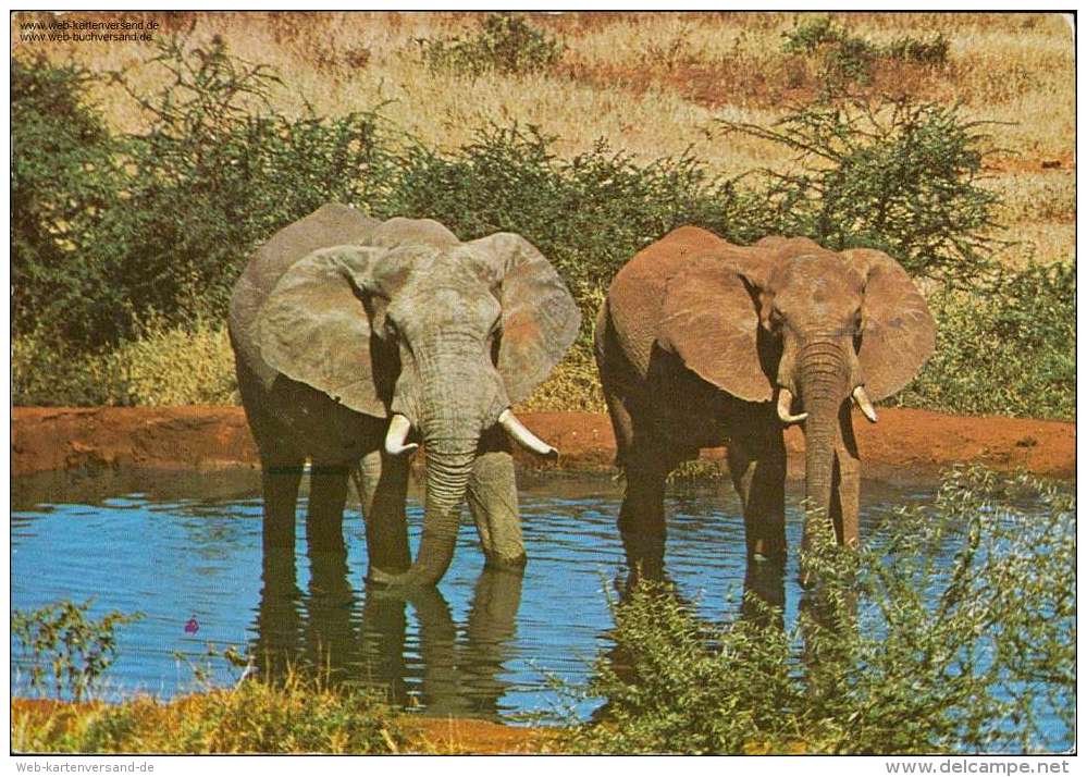 Wildlife Of East Afrika Elephants - Südafrika