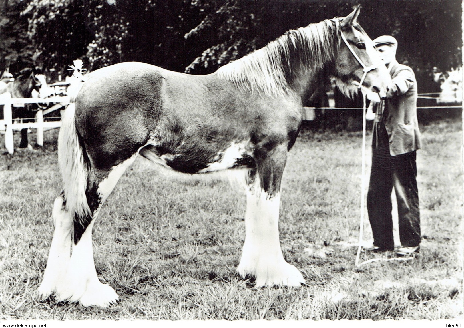 CLYDESDALE ELEVAGE ANGLAIS - Cavalli