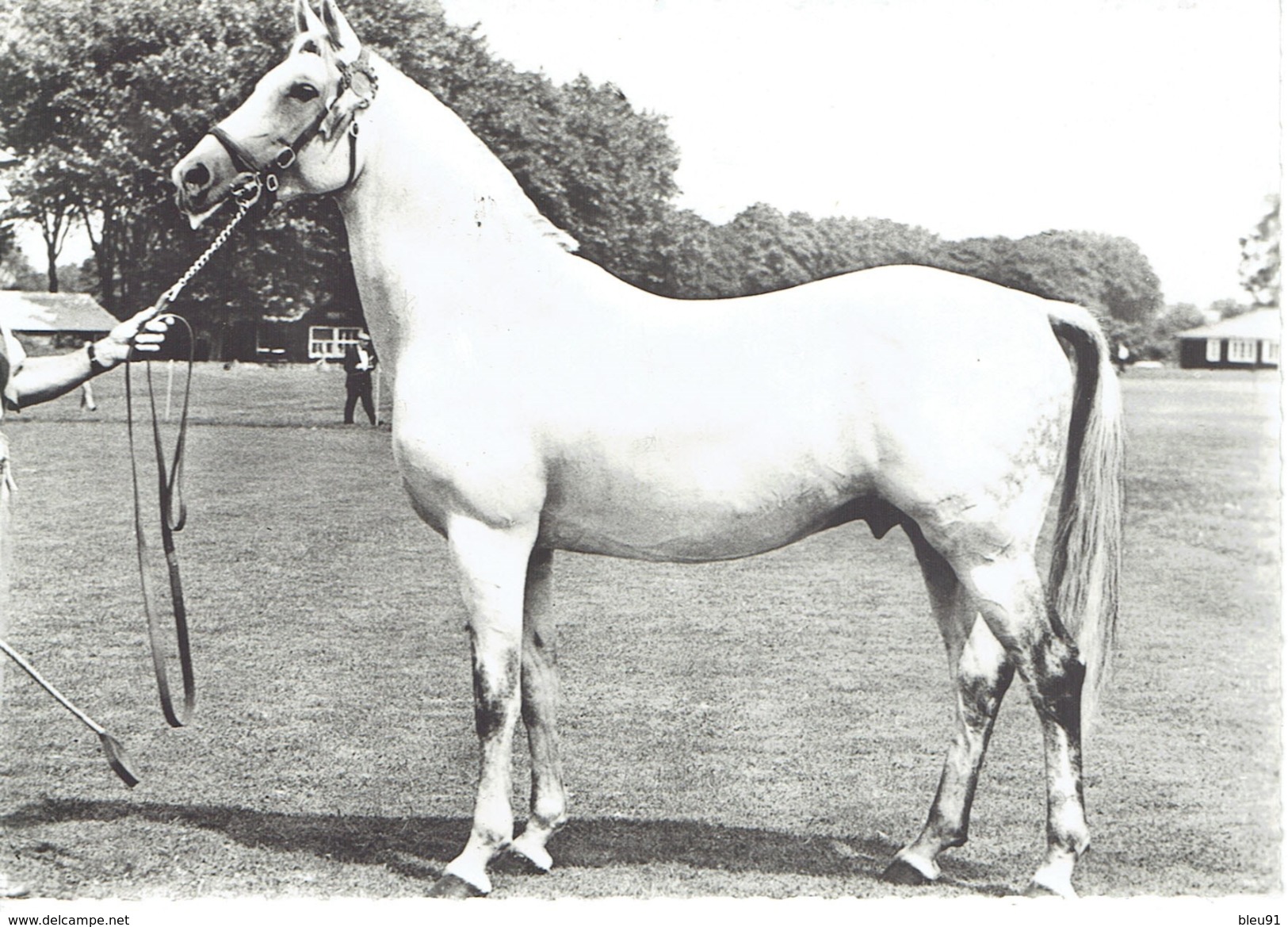 ETALON ANGLO ARABE - Horses
