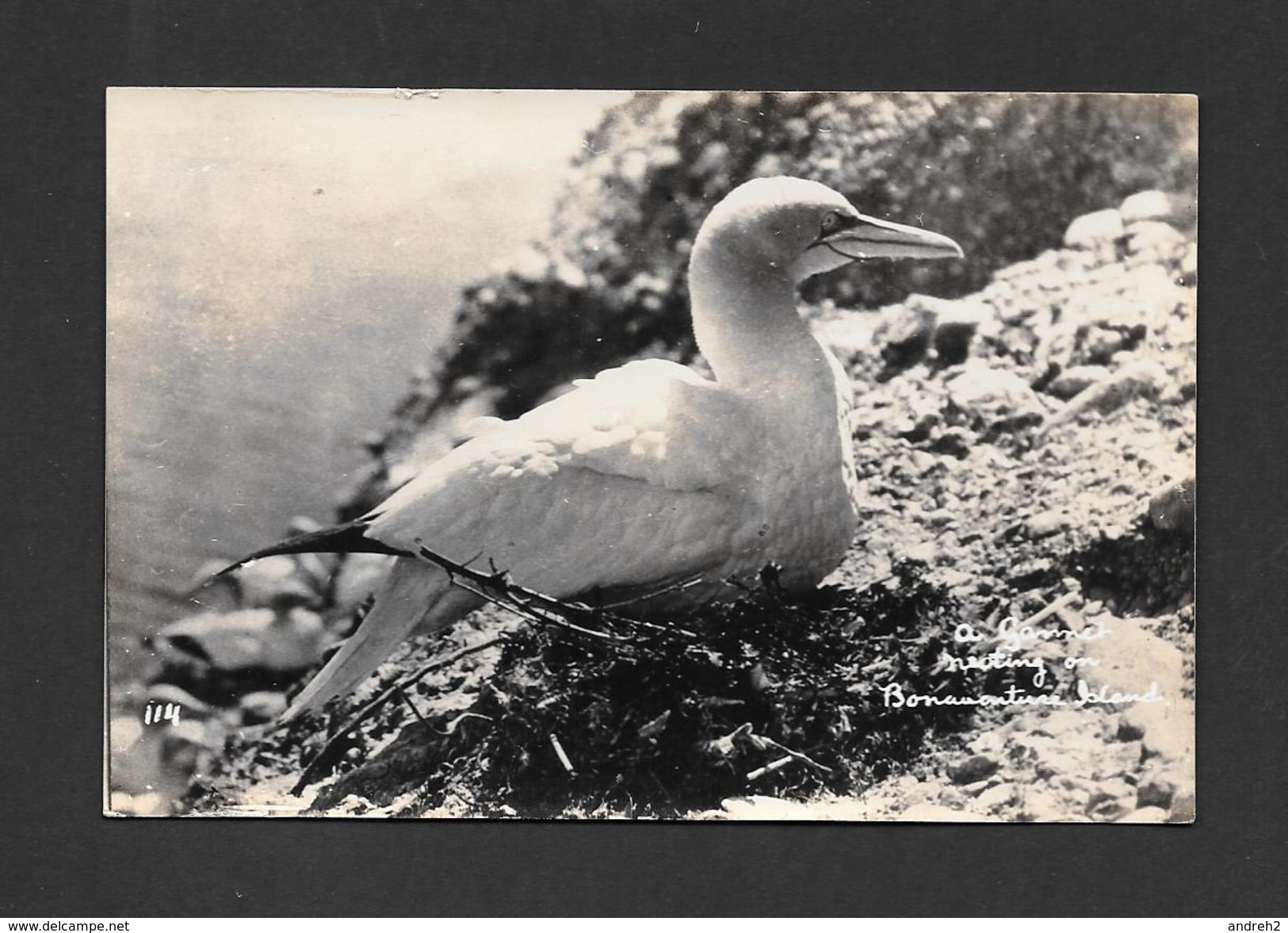 ANIMALS - ANIMAUX - BIRD - A GANNET NESTING ON BONAVENTURE ISLAND - VÉRITABLE PHOTO - Oiseaux