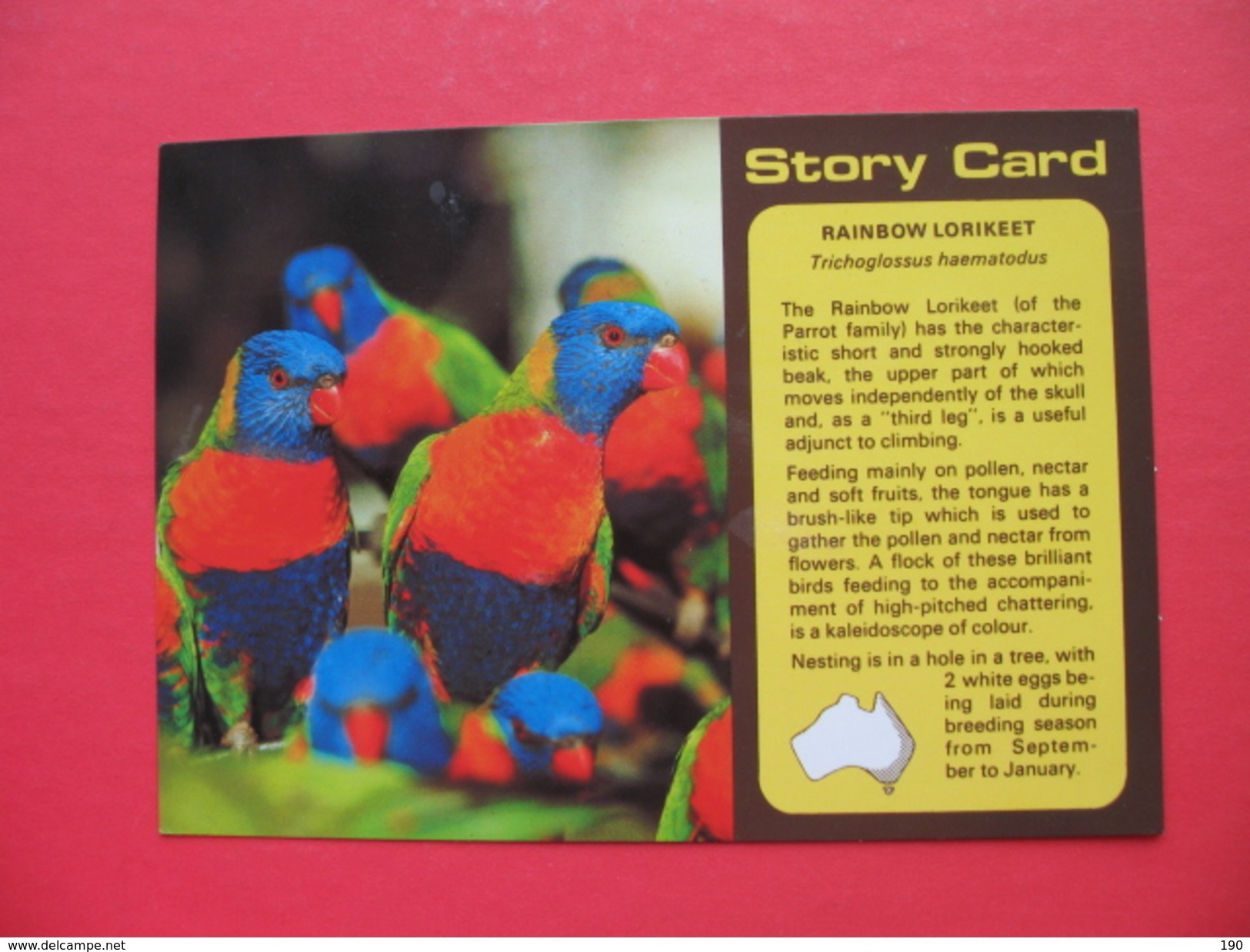 Story Card.RAINBOW LORIKEET - Outback