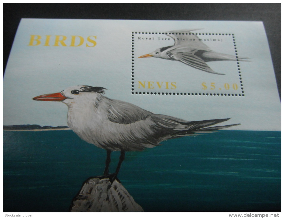 Nevis -Birds - Piciformes (pájaros Carpinteros)