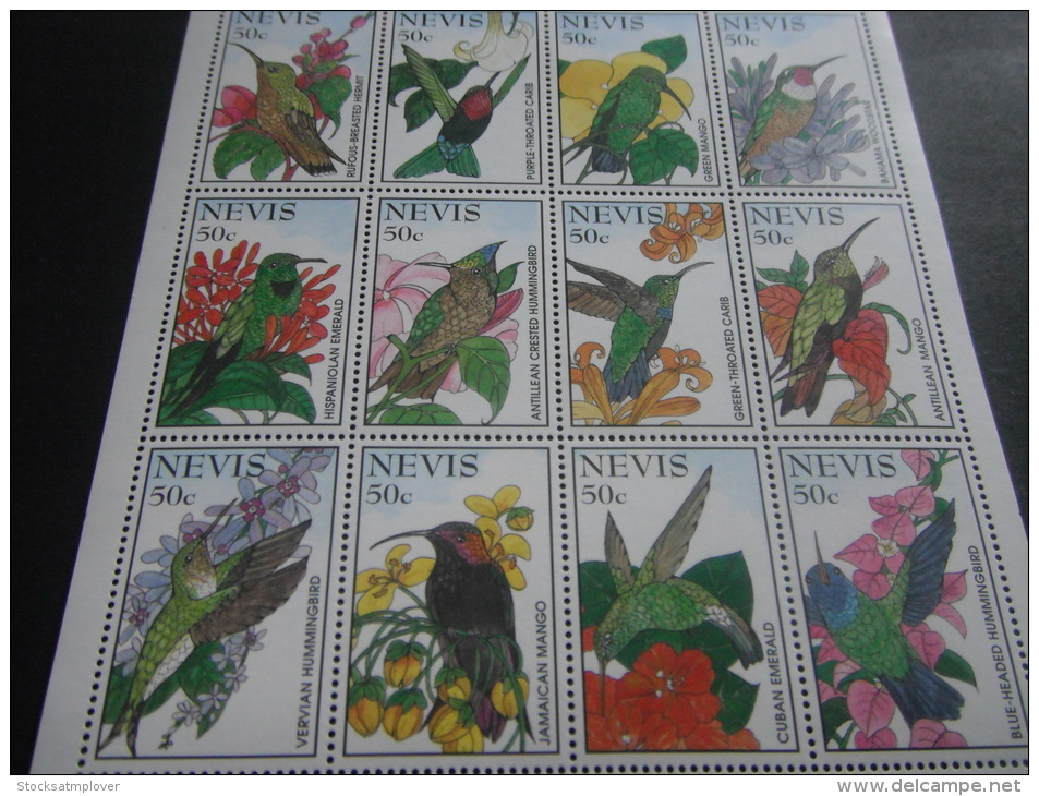 Nevis -Birds - Picchio & Uccelli Scalatori