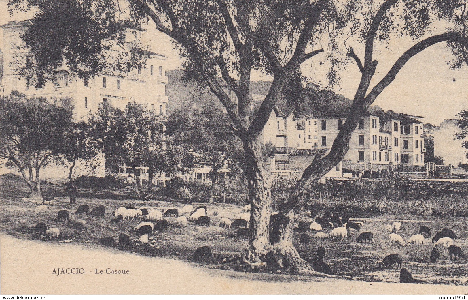 CORSE AJACCIO LE CASOUE TROUPEAU DE BREBIS BELLE CARTE RARE !!! - Ajaccio