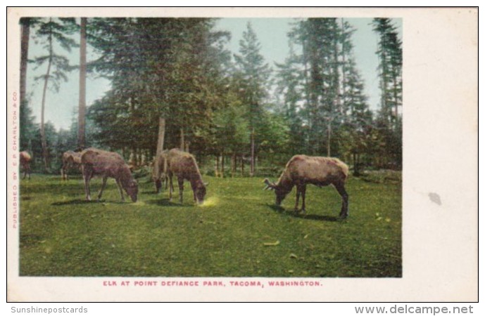 Washington Tacoma Elk At Point Defiance Park - Tacoma