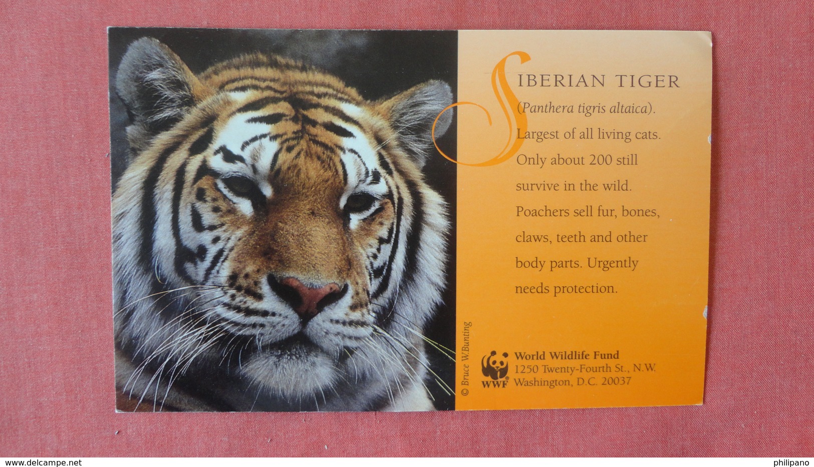 Siberian Tiger  World Wildlife Fund =  Ref 2511 - Tigres