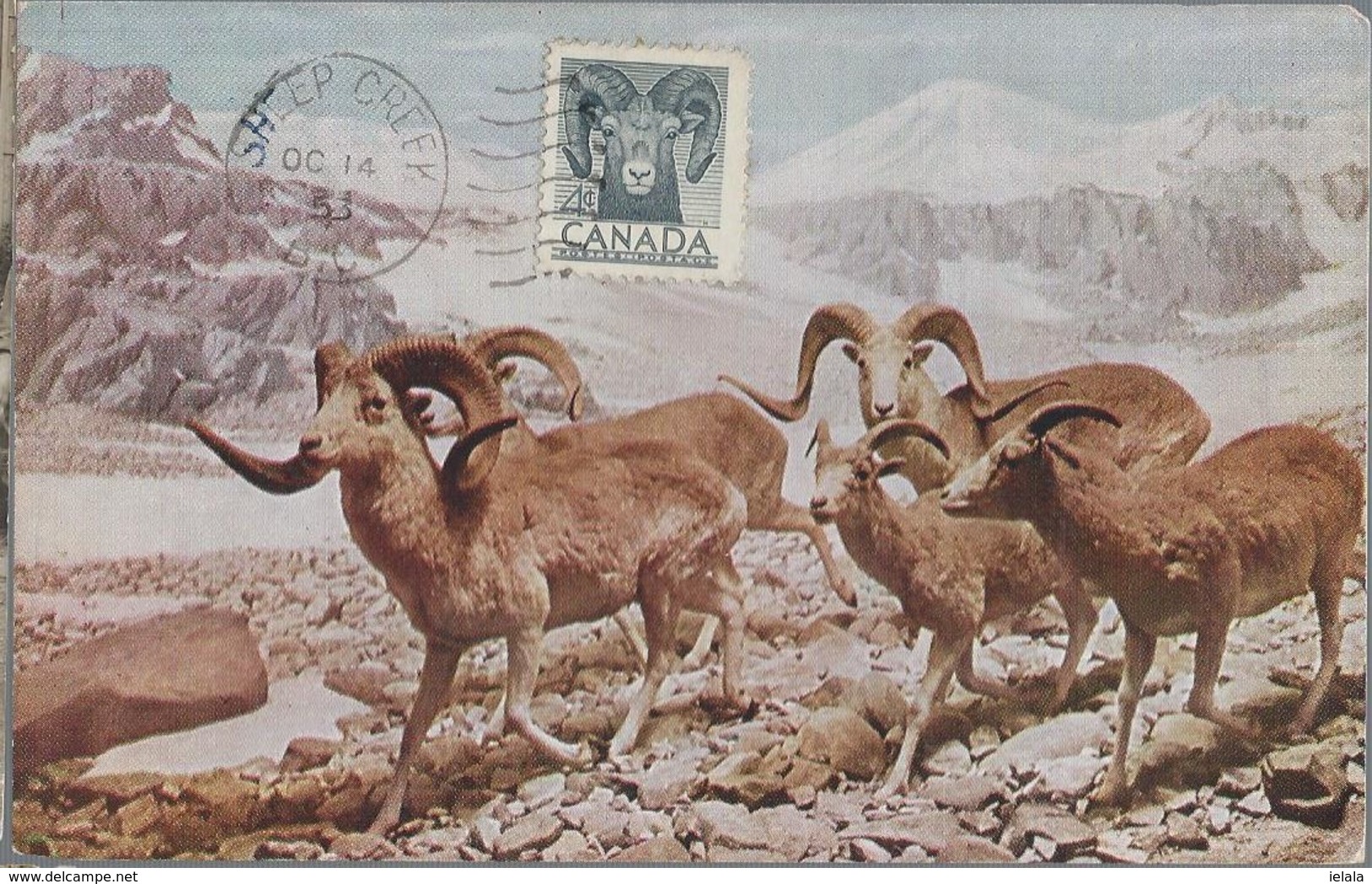 Canada. Ovelhas.Mammals. Bovídeos.Capríneo. Sheep. Sheep Creek. Maxicard. Carte Maximum. Pecuaria. Carte Postal. 1953 - Maximum Cards