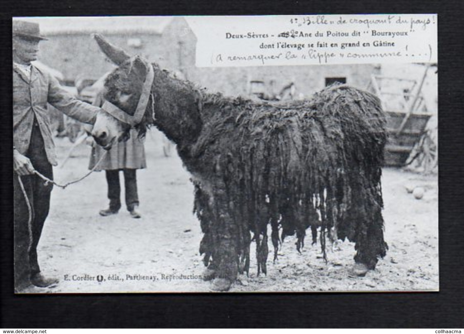 Animal / Ane,mulet,Mule / Deux Sèvres Ane Du Poitou Dit " Bourayoux " / Reproduction Photo ( Fond Neudin ) - Asino