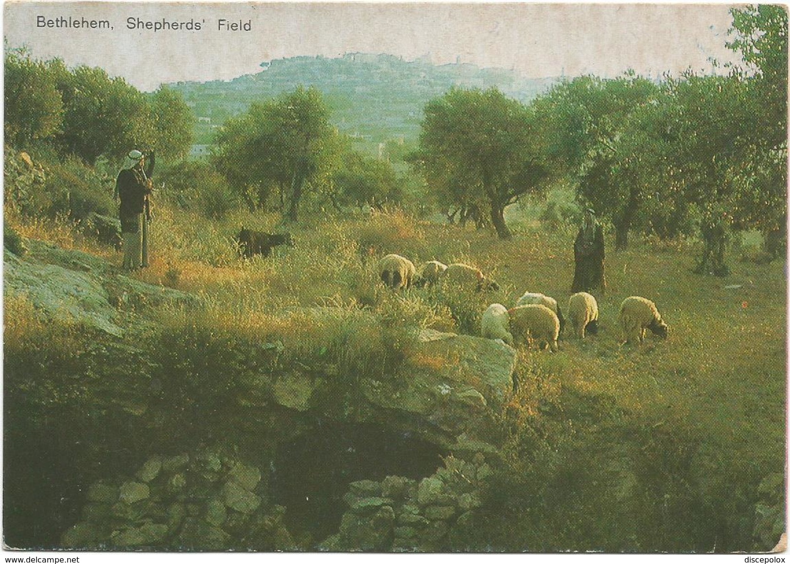 T3316 Bethlehem Bethleem Betlemme - Shepherd's Field - Champs Des Bergers / Non Viaggiata - Palestina