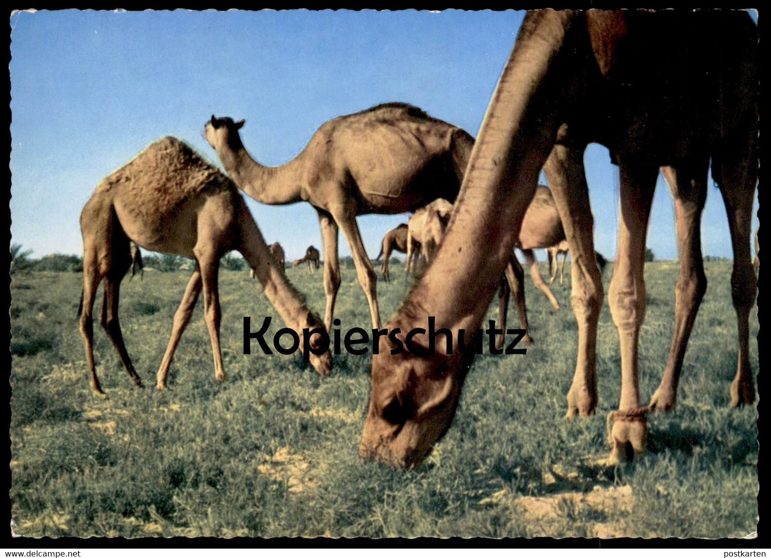 ÄLTERE POSTKARTE CAMELS SAUDI ARABIA SAUDI-ARABIEN Kamele Kamel Chameau Ansichtskarte Postcard AK Cpa - Saoedi-Arabië