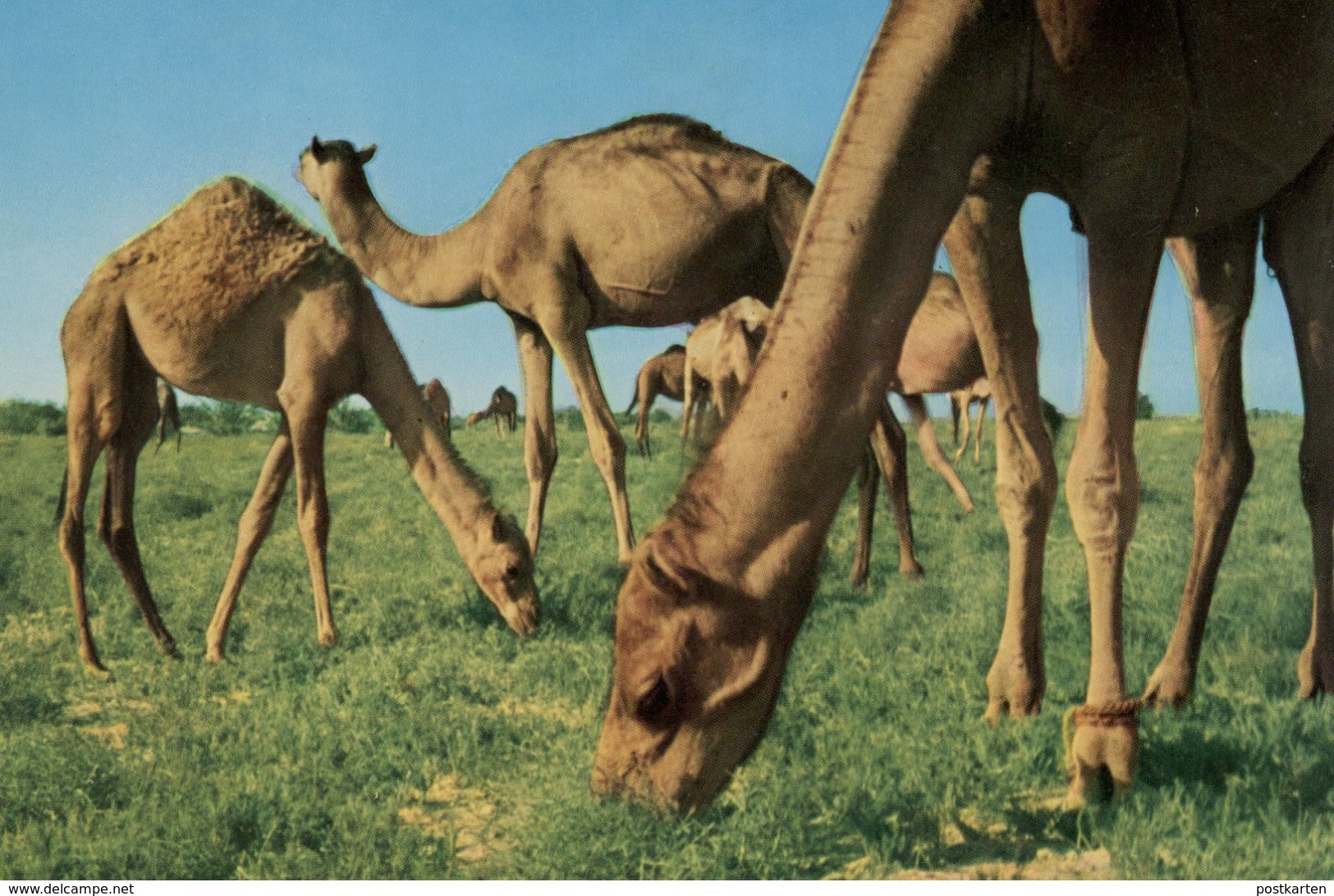 ÄLTERE POSTKARTE CAMELS SAUDI ARABIA SAUDI-ARABIEN Kamele Kamel Chameau Ansichtskarte Postcard AK Cpa - Saudi-Arabien