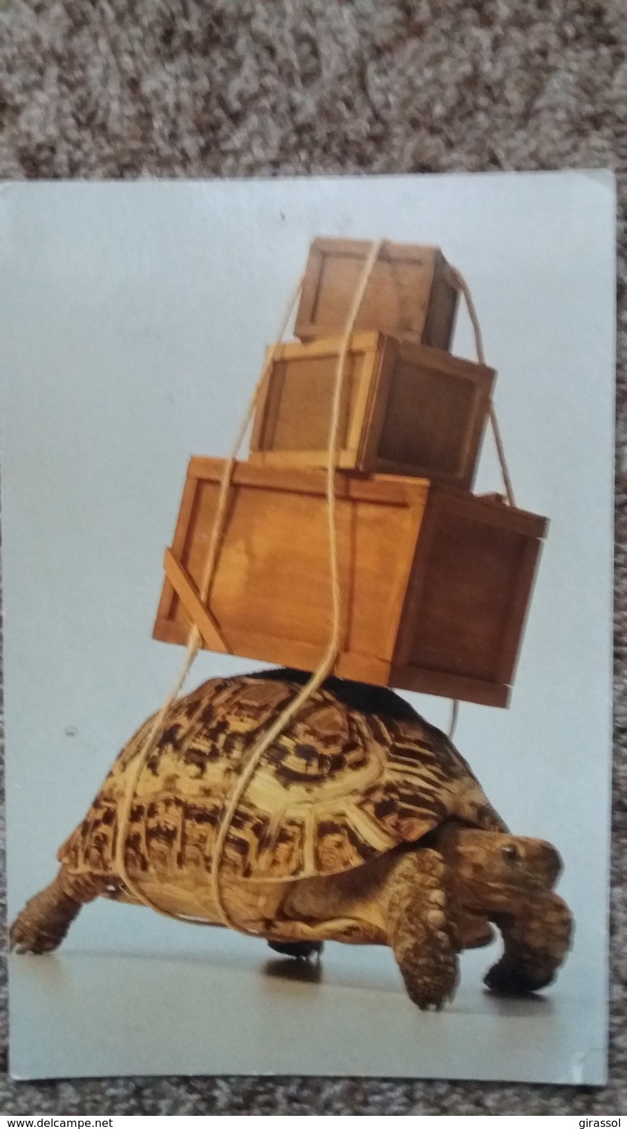 CPM TORTUE CHARGEE DE CAISSES HISTOIRE DE VOIR - Turtles